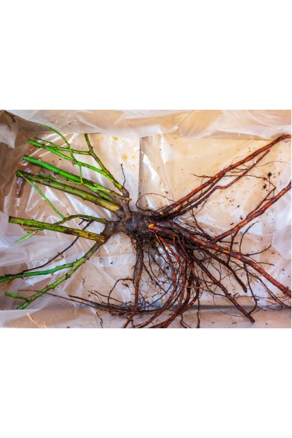 Саженцы с голым корнем розы Грин Фэшн